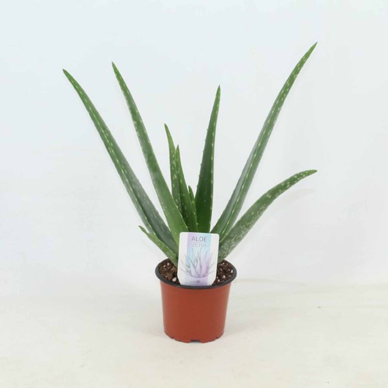 HOUSE Aloe vera 488295