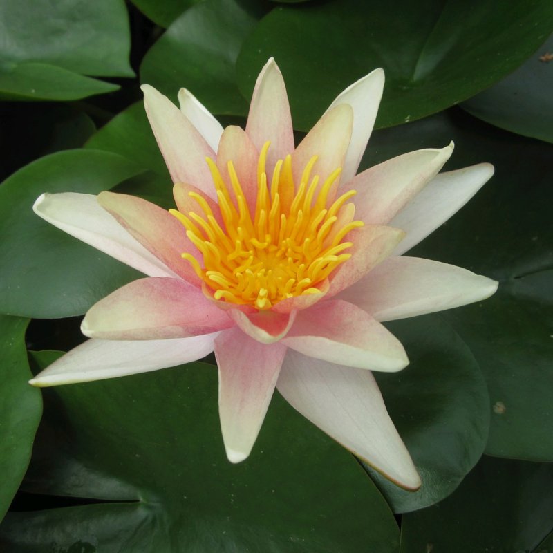 Nymphaea Sioux