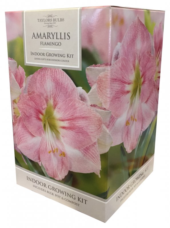 048AP84d Amaryllis PINK