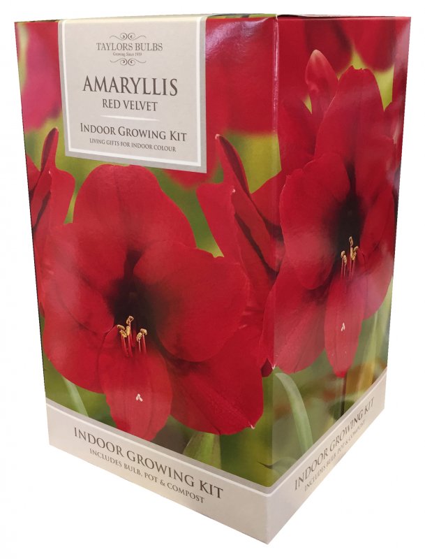 046AP84b Amaryllis RED