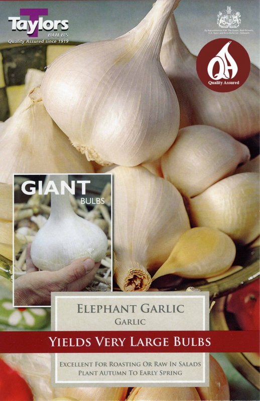 AVEG15 Garlic Elephant