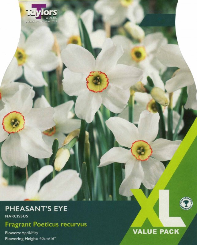 XL127 Pheasants Eye