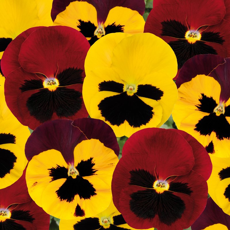 BEDDAUTUMNPansy Matrix Autumn Blaze MixedSQUARE