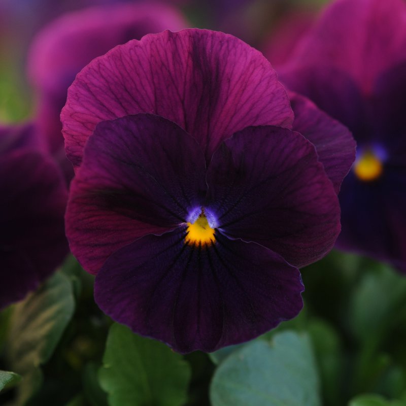 BEDDAUTPansy Cool Wave Purple