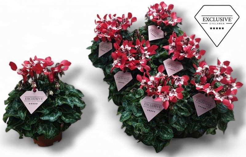 HOUSE Cyclamen SS Djix red - 432069