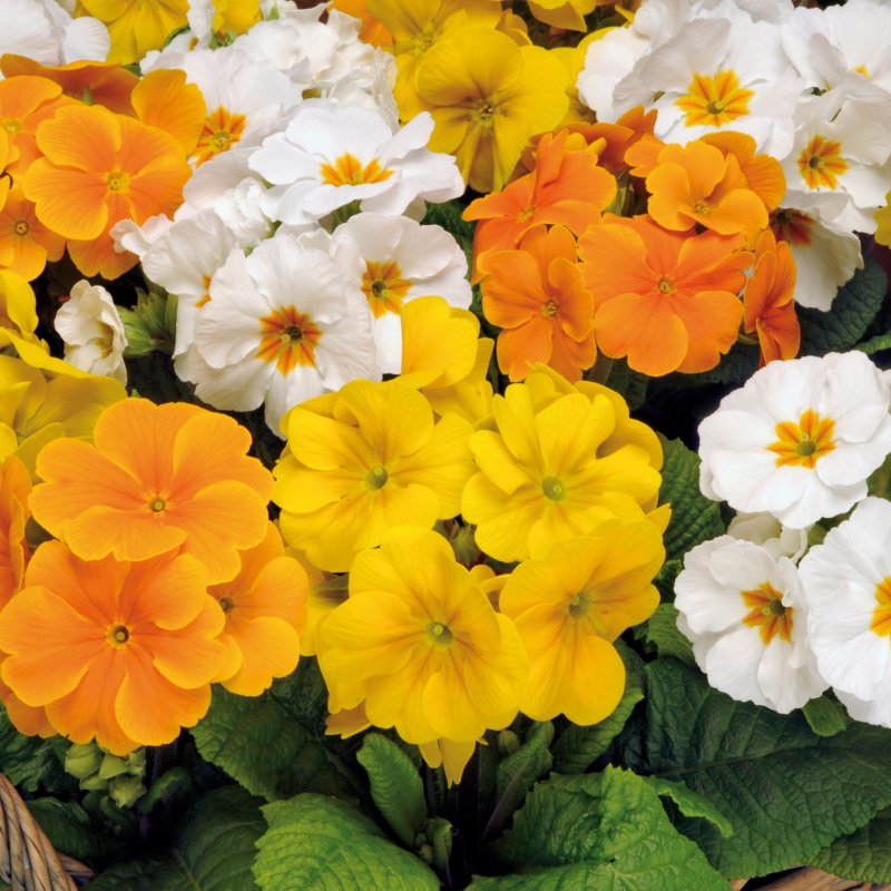 BEDDAUTUMNPolyanthus Piano Daffodil MixedSQUARE