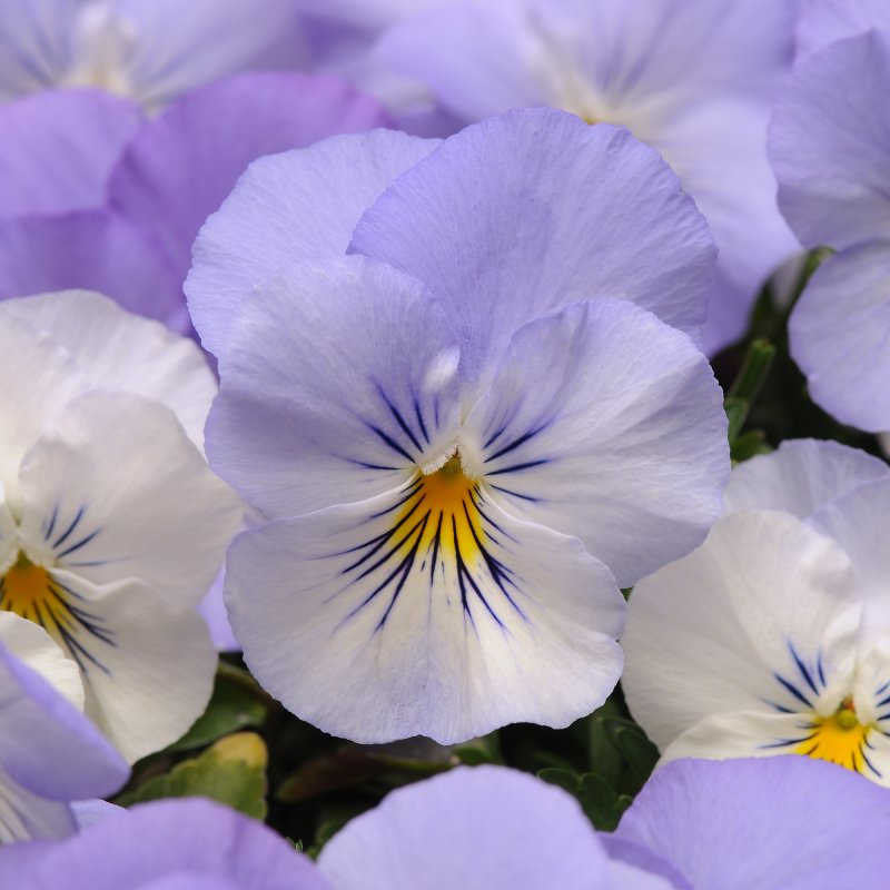 BEDDAUTPansy Cool Wave Frost