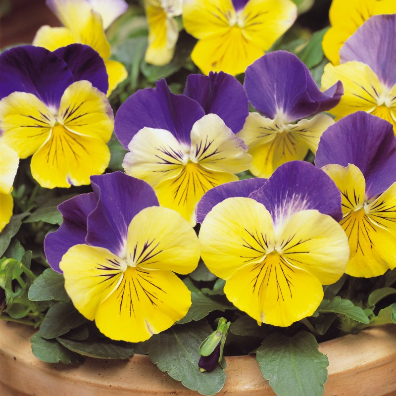 BEDD_AUT_Pansy_Matrix_Morpheus_Bloom_47761