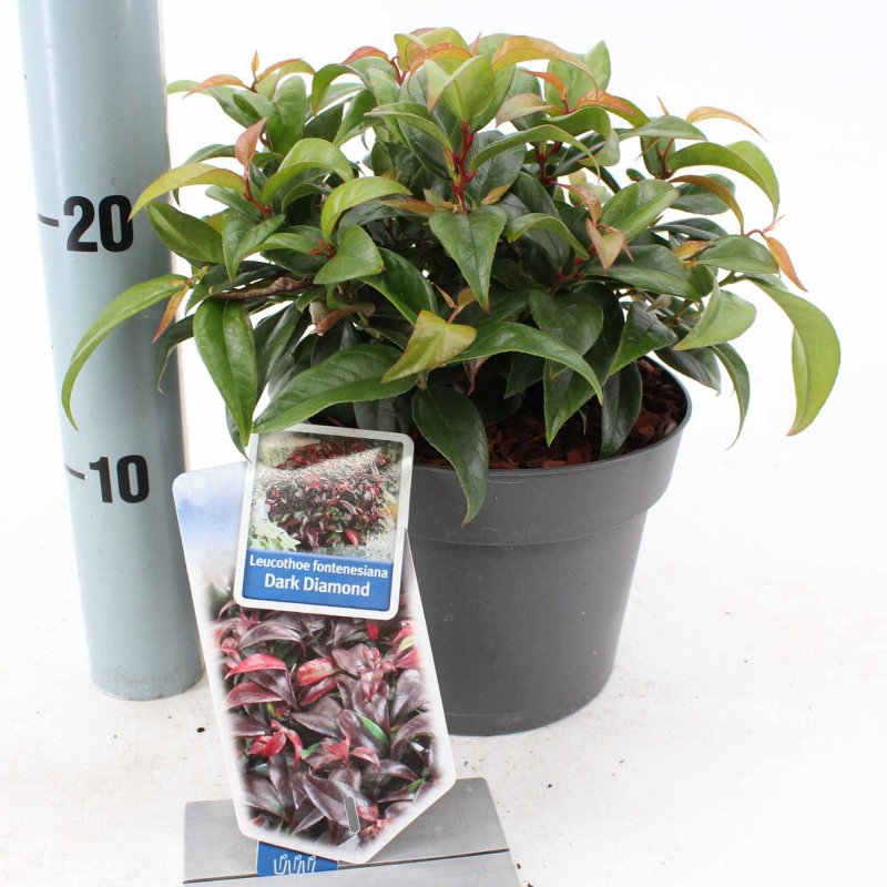 SHRUB Leucothoe Dark Diamond (‘BLULE1801’ PBR)