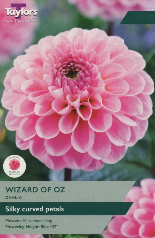 TS436 Wizard of Oz