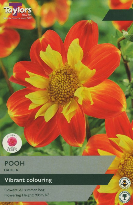 TS488 Pooh