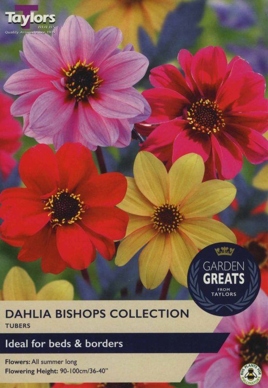 SV300 Dahlia Bishops Collection