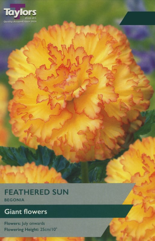 TS248 Feathered Sun