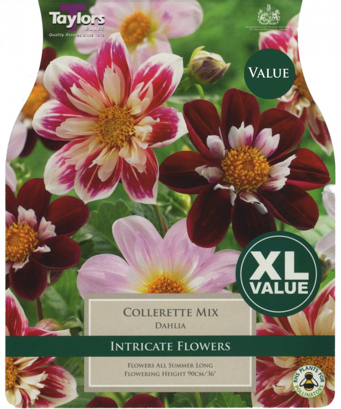 XL539 Dahlia Collerette Mixed