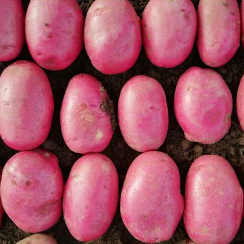 POTATO CALEDONIAN ROSE