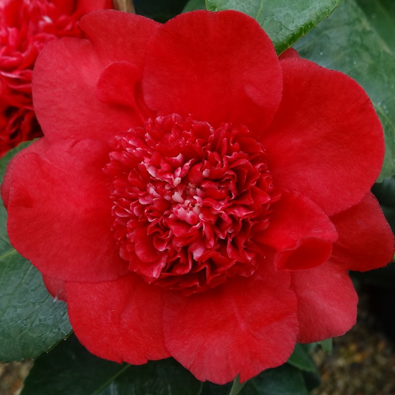 CAMELLIA Ruby Wedding LARGE