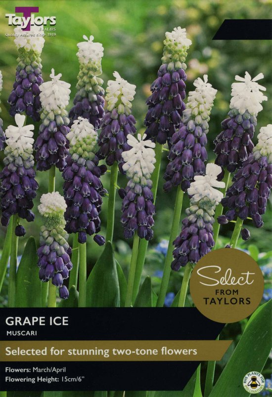 SE807 Muscari Grape Ice