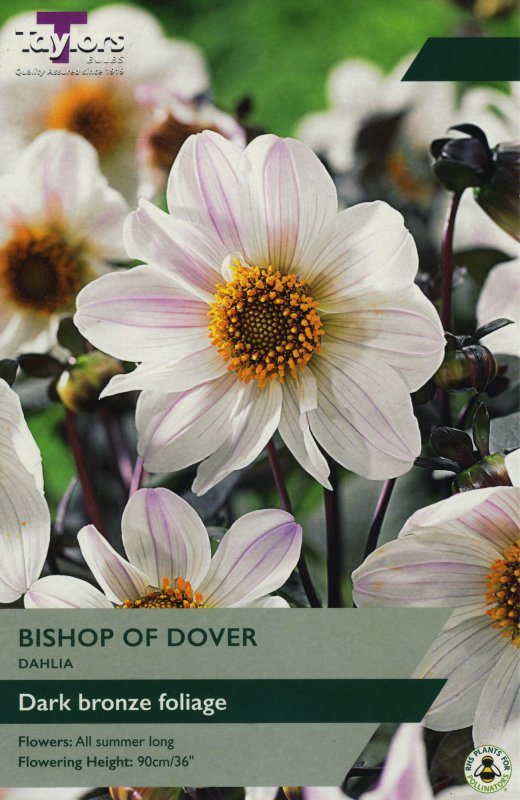 TS469 Bishop of Dover