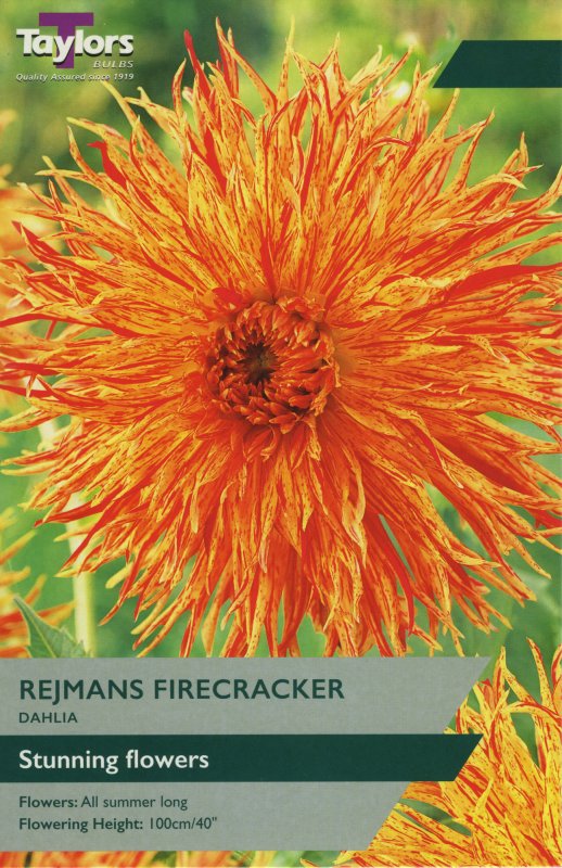 TS419 Rejmans Firecracker