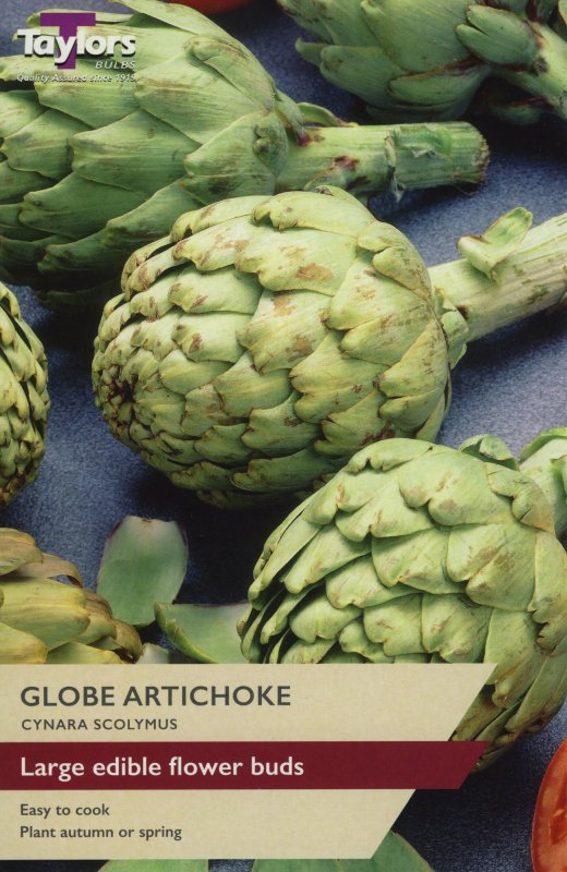 SVEG12 Globe Artichoke