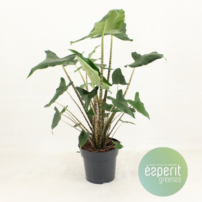 HOUSE Alocasia zebrina Siberian Tiger - 455906