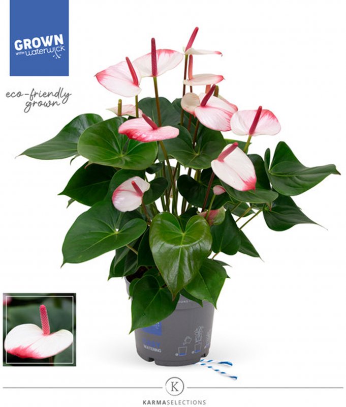 HOUSE Anthurium andr Anthenopsis Hot Lips - 438304