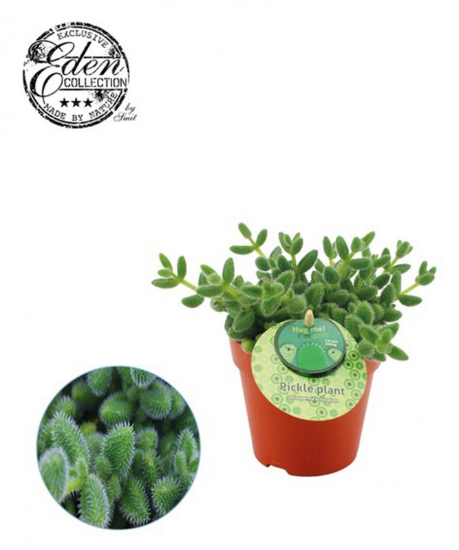 Houseplant-Delosperma_echinatum_Pickle_Plant_12cm-323704