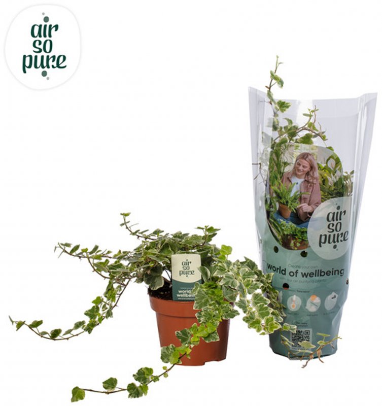 Hedera  hel White Wonder 'Air So Pure'   13cm