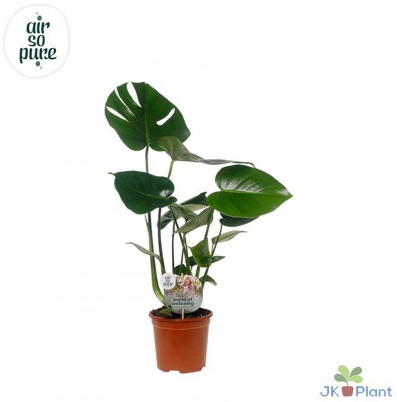 HOUSE Monstera deliciosa Air so pure 489657