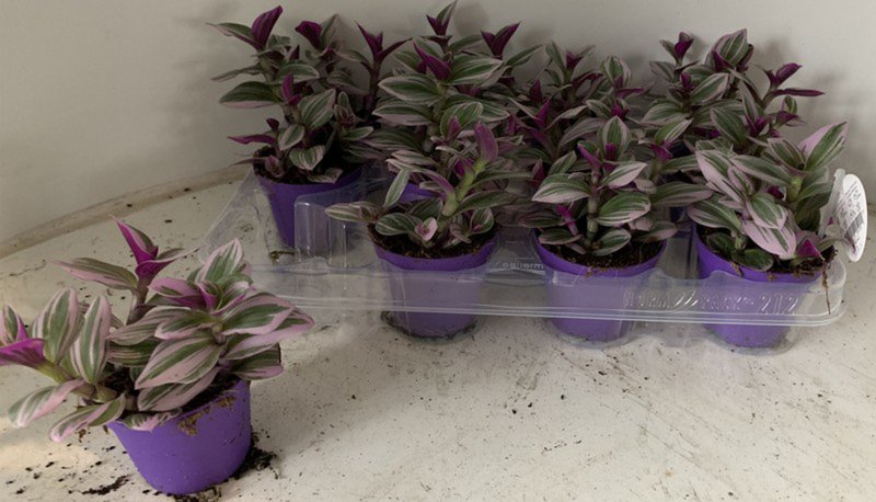 HOUSE Tradescantia albiflora Nanouk - 417536