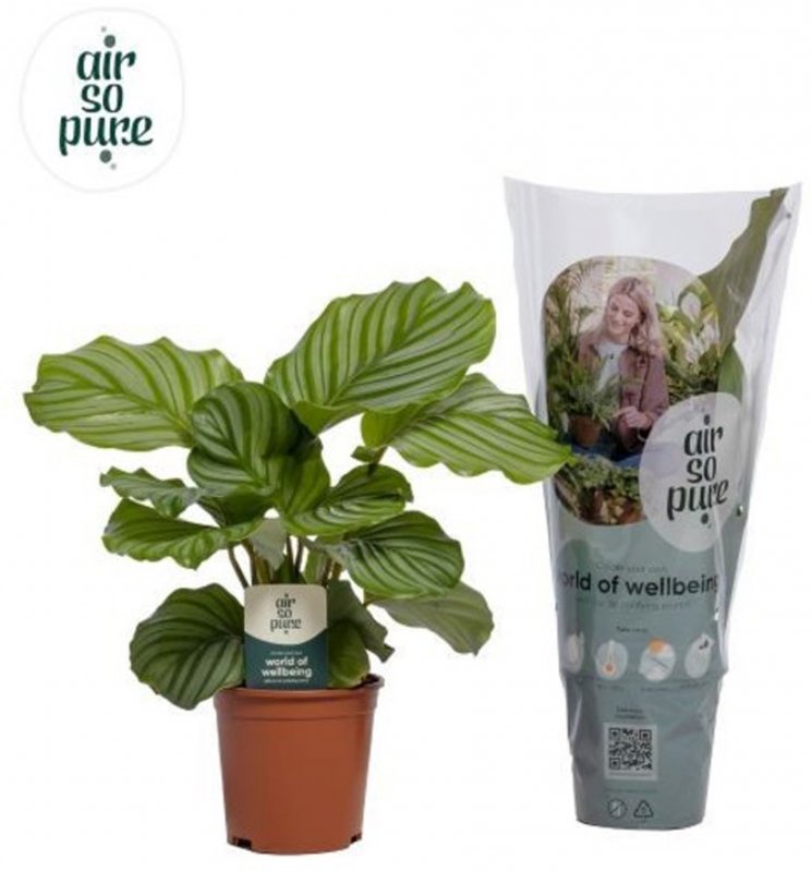 HOUSE Calathea orbifolia Air So Pure 422689