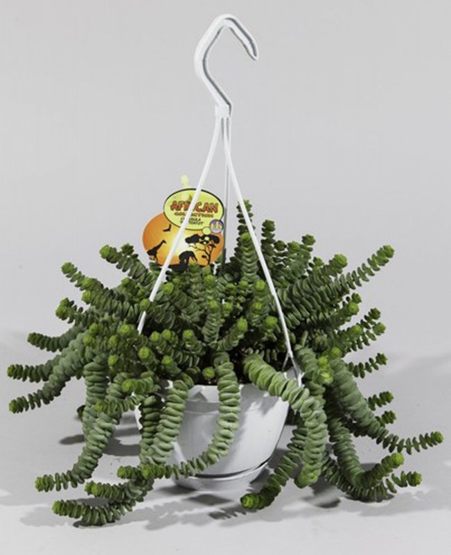 HOUSE Crassula marnieriana Hottentot hanging 446234