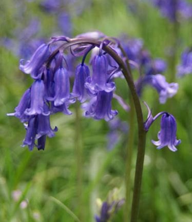 britishbluebell