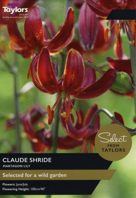 SE893 Lilium Claude Shride