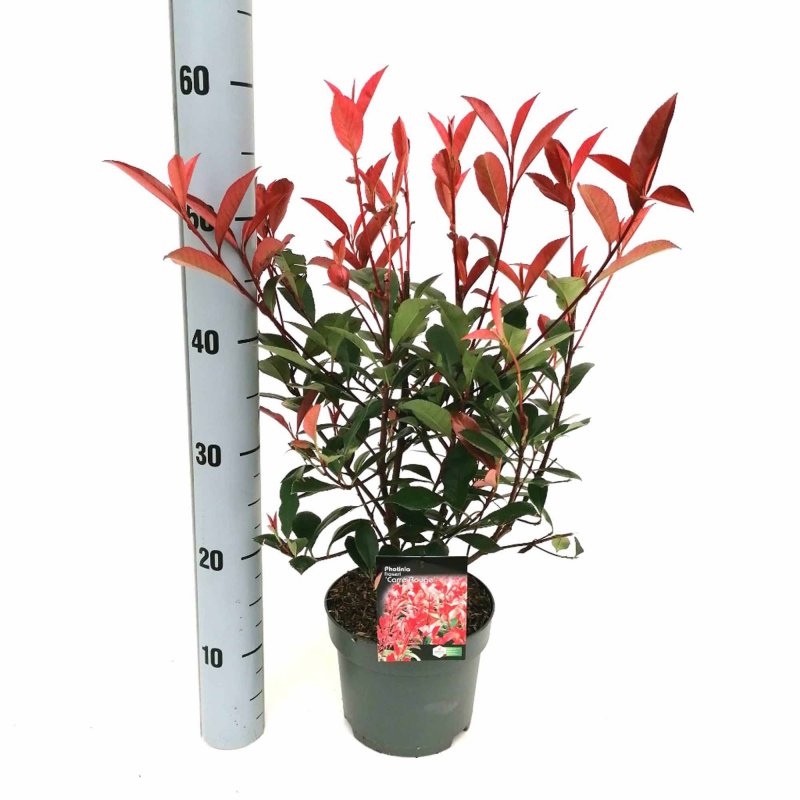 SHRUB Photinia fras. Carre Rouge