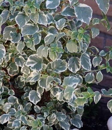 CLIMBERHydrangeapetiolarisSilverLiningLARGE