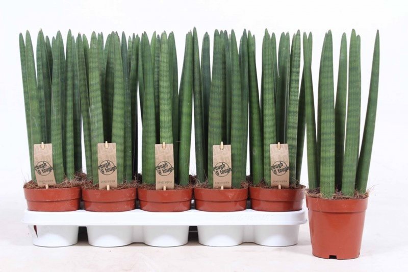 HOUSE Sansevieria cyl Straight 256536