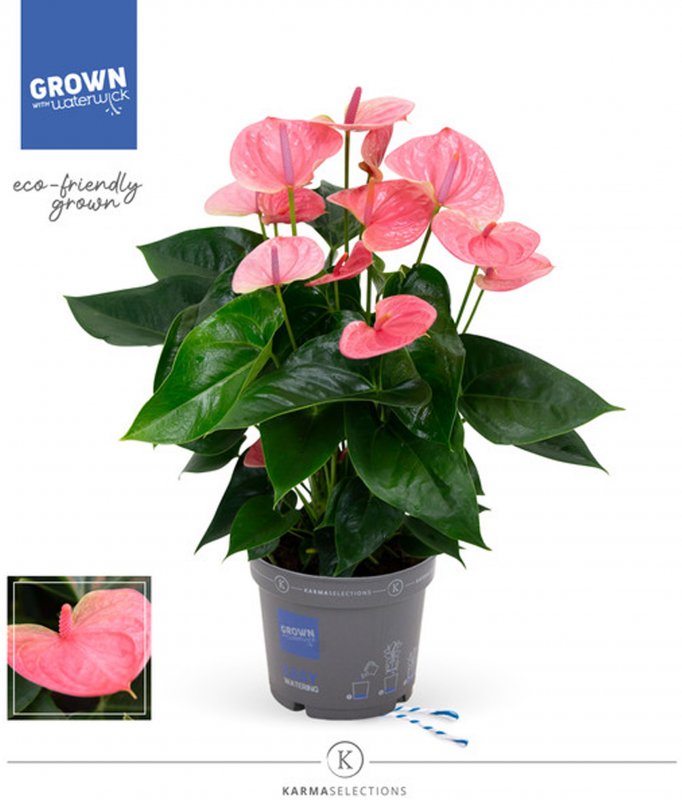 HOUSE Anthurium andr Sweet Dream 469820