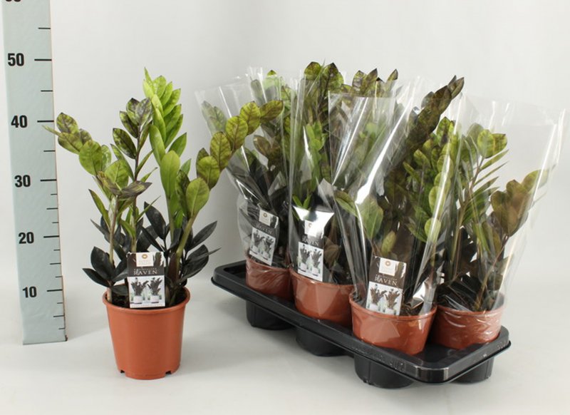 HOUSE Zamioculcas zamiifolia Raven 4+ 389152