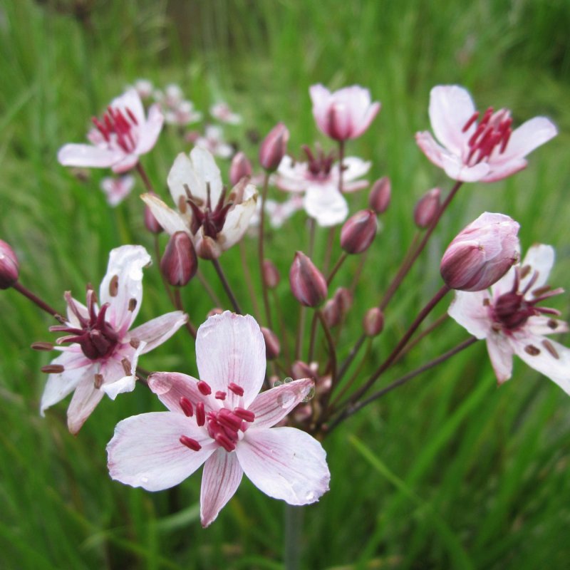 Butomus umbellatus