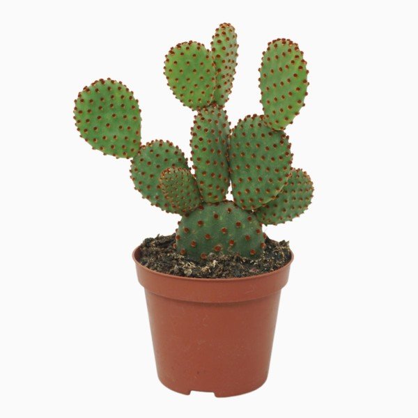 HOUSE Opuntia micr rufida 465024