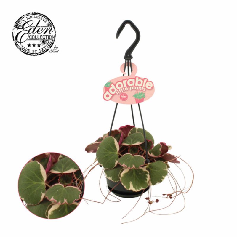 HOUSE Adorable Saxifraga stol. Tricolor 455550