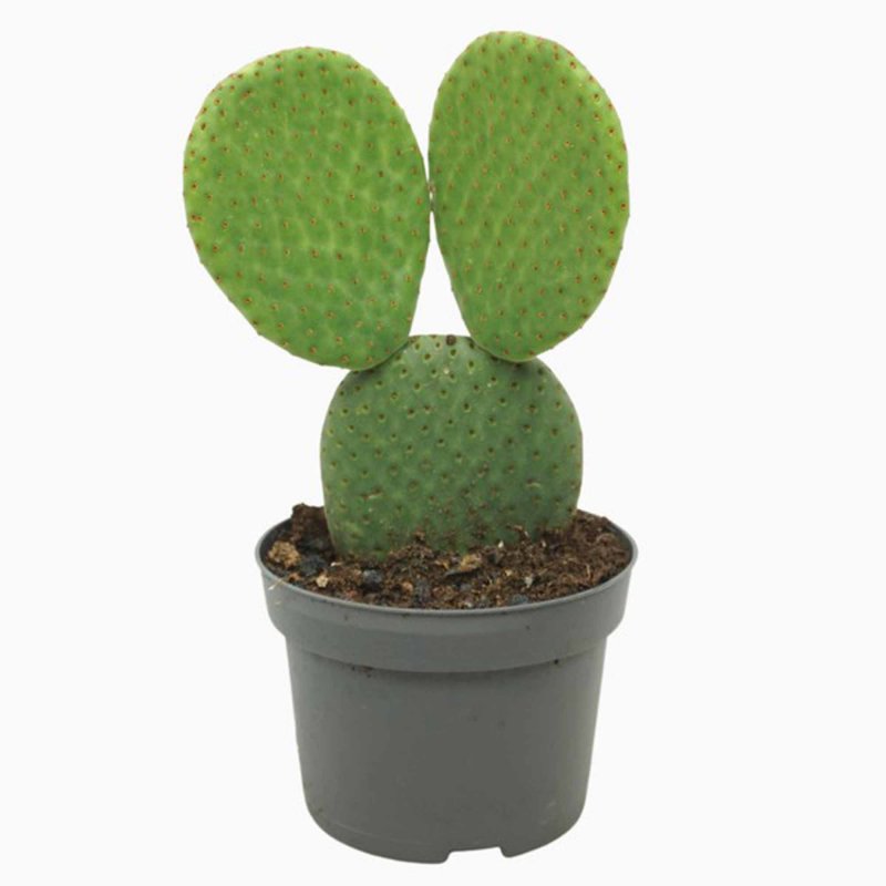 HOUSE Opuntia micr. Inermis 439367