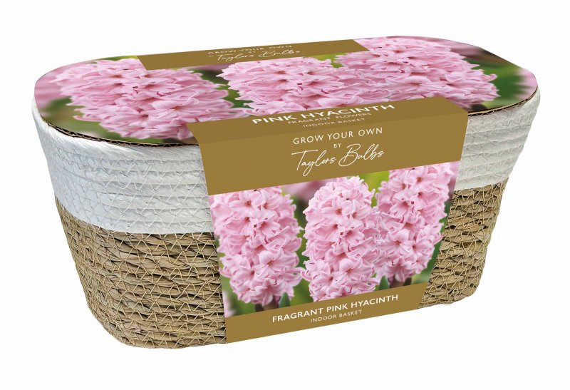 AH70 - Hyacinth Basket Pink NEW