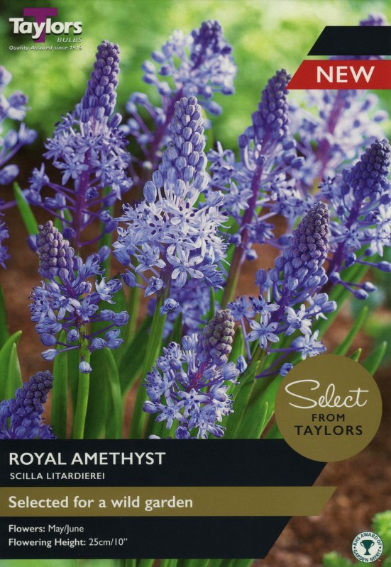 SE816 Scilla Royal Amethyst