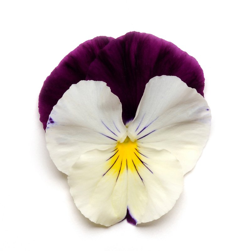 BEDD_AUT_Pansy_Cool_Wave_Violet_Wing_Bloom