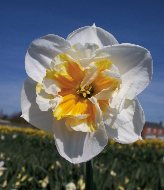 DAFFflower drift