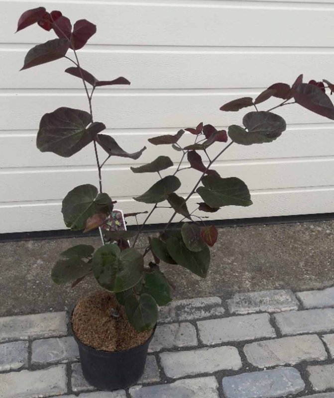 SHRUB Cercis canadensis Merlot