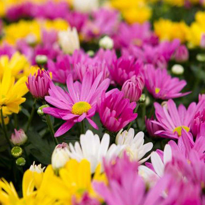 BEDDAUTUMNChrysanthemumGardenmCarnaval