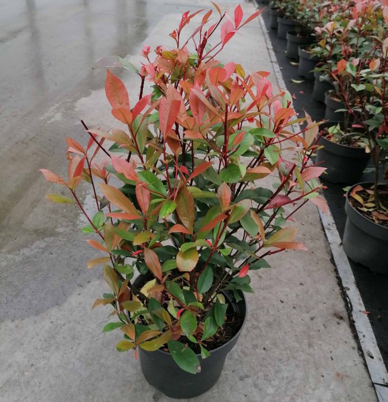 SHRUB Photinia fras. Carre Rouge 5L